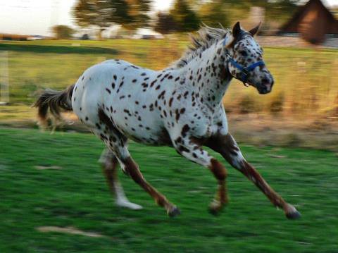 Appaloosa Quarter Horses